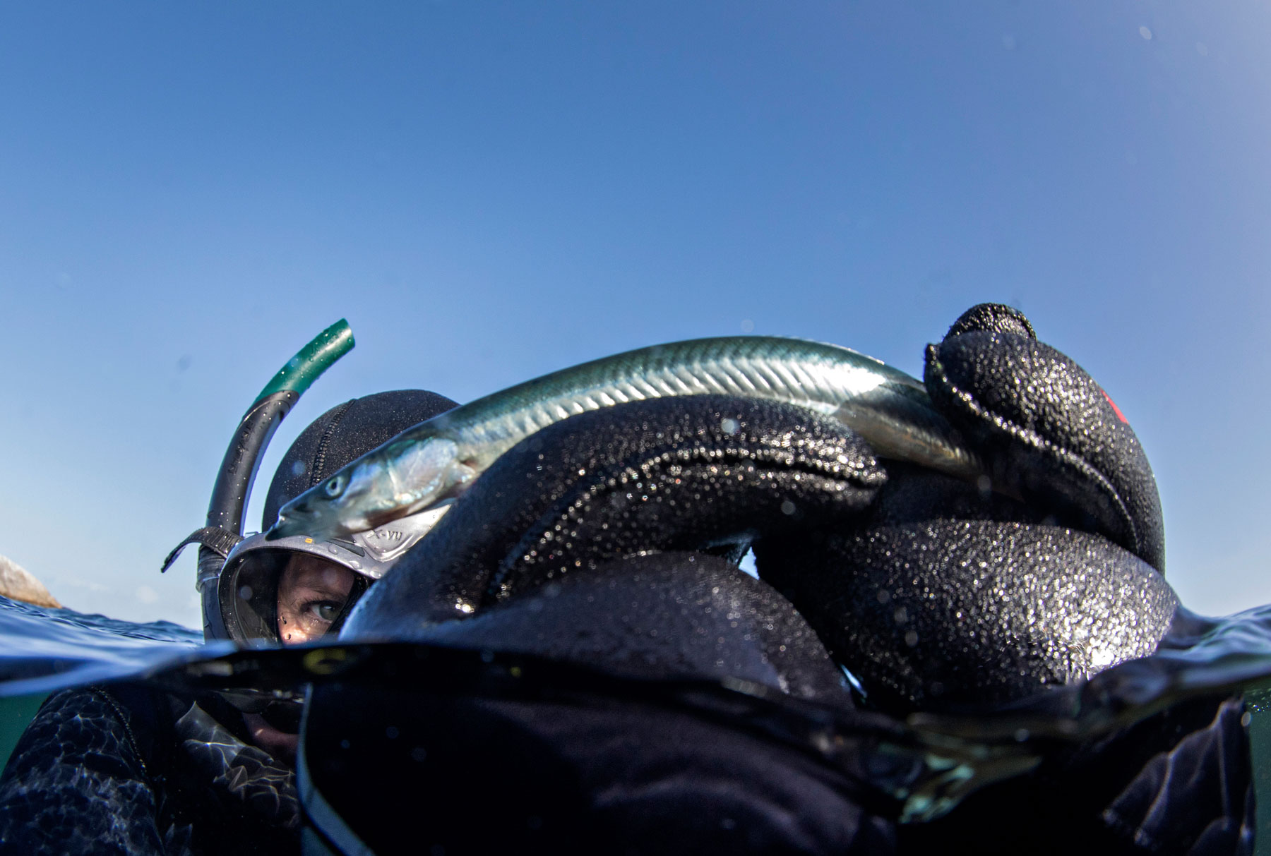 Fra slutten av sommeren og frem til november er høysesong for undervannsfangst. I vannet blir en livløs fisk som har bukket under for naturkreftene funnet.